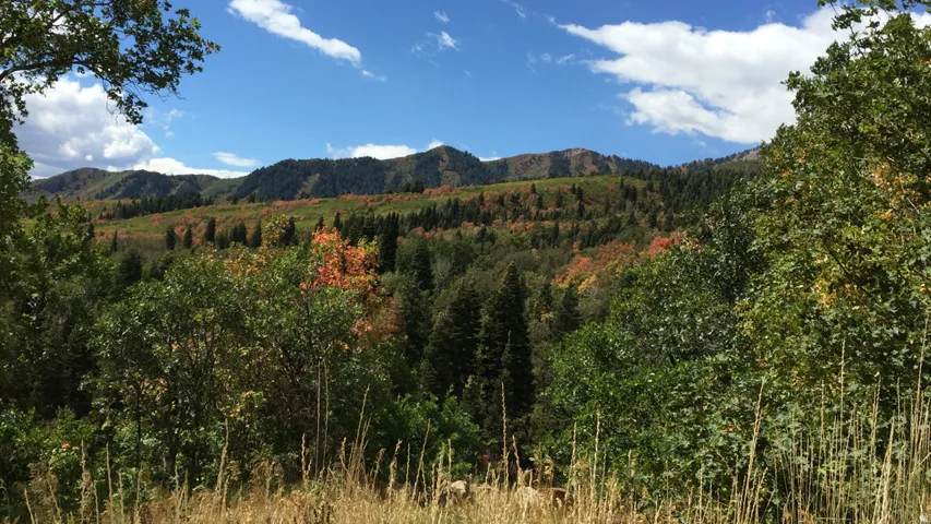 Expansive mountain landscape with diverse foliage, featuring evergreen trees and deciduous trees exhibiting seasonal color in the devopement