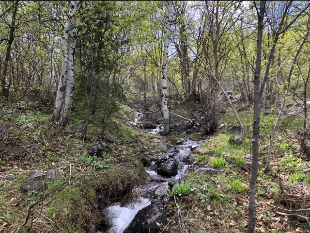 Natural stream winding through a wooded area with dense foliage on Lot 57