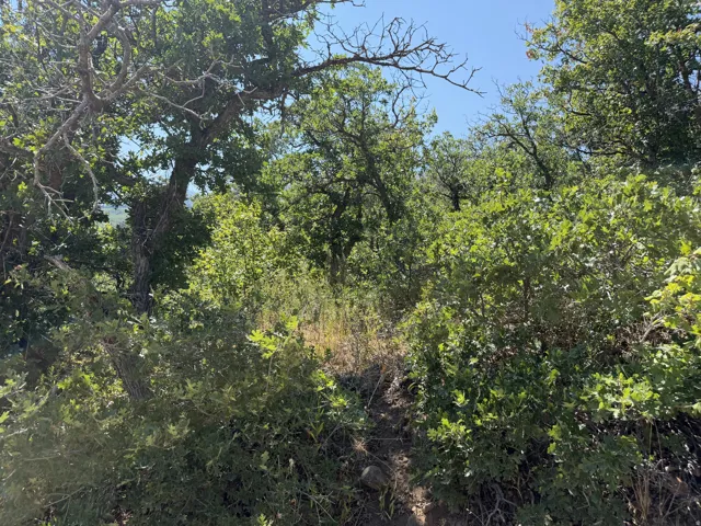 Land parcel featuring abundant mature trees and natural vegetation