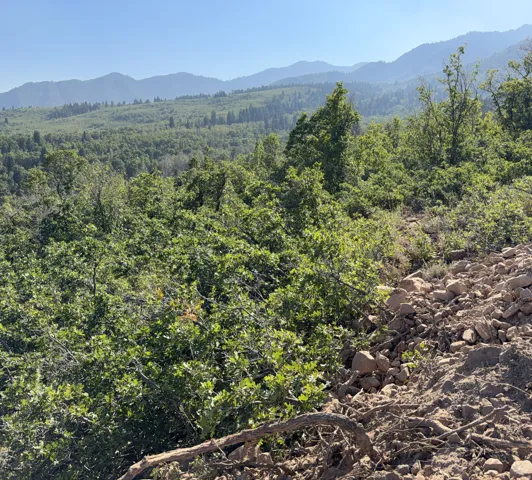 Expansive hillside landscape featuring mature coniferous and deciduous trees with natural rocky terrain