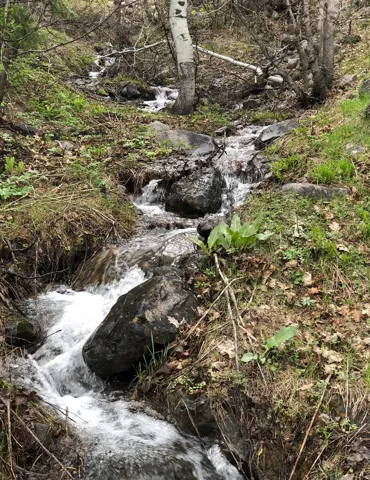 Natural stream meandering through a wooded landscape, featuring abundant foliage, visible rocks, and a prominent aspen tree