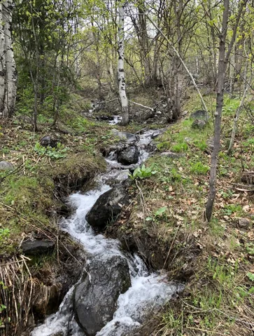 Natural stream traversing a verdant landscape with varied foliage on Lot 57