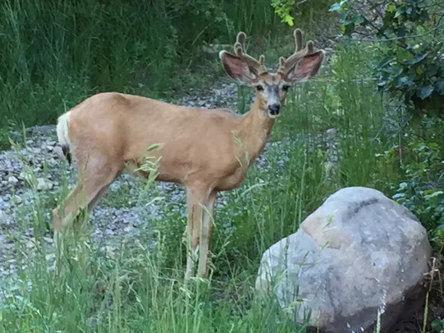 Deer abound