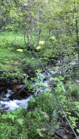 Natural stream featuring flowing water and a rocky bed, surrounded by lush green foliage and mature trees