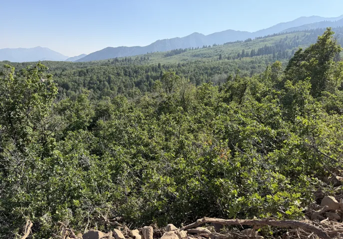 Expansive mountain landscape views featuring a dense forest of mature trees, rolling hills, and distant mountain ranges
