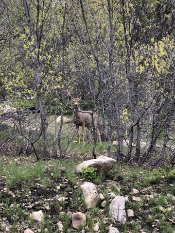 Deer peering through the trees