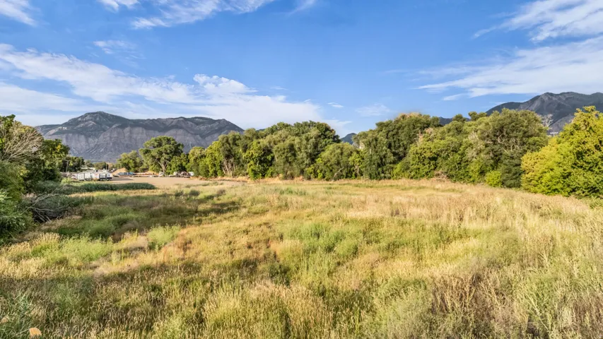 Expansive open field with natural vegetation, framed by mature trees