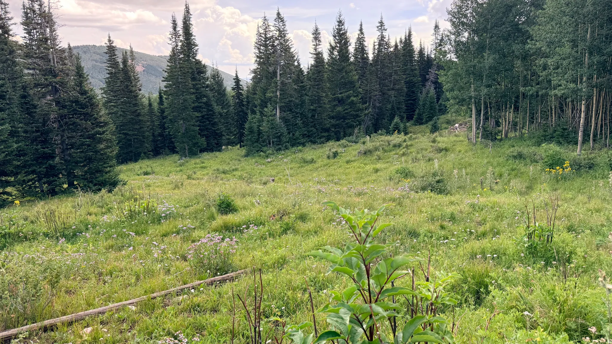 open spot in middle of property