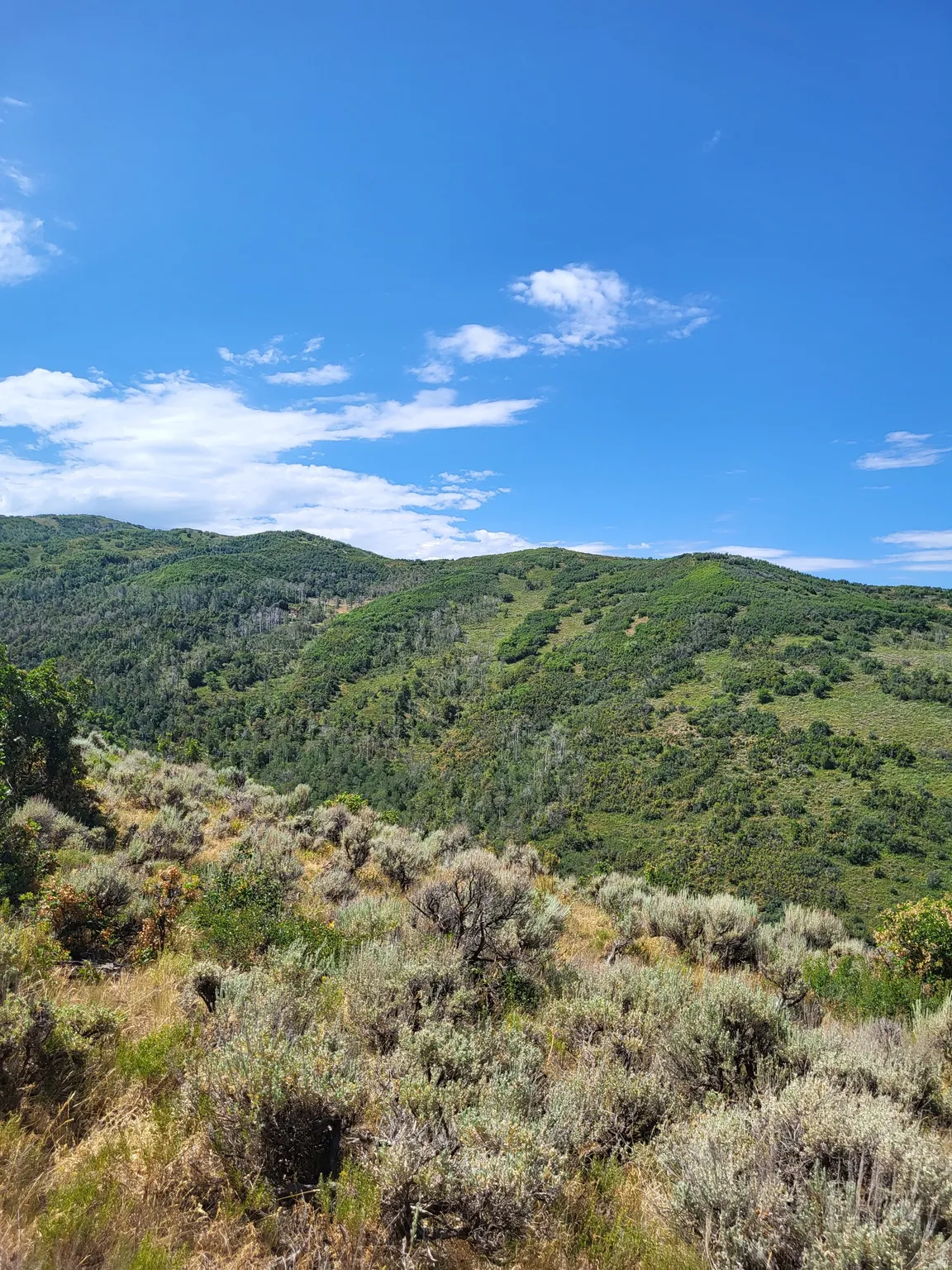 Expansive mountain landscape with diverse foliage, featuring distant evergreen forests and foreground natural shrubbery