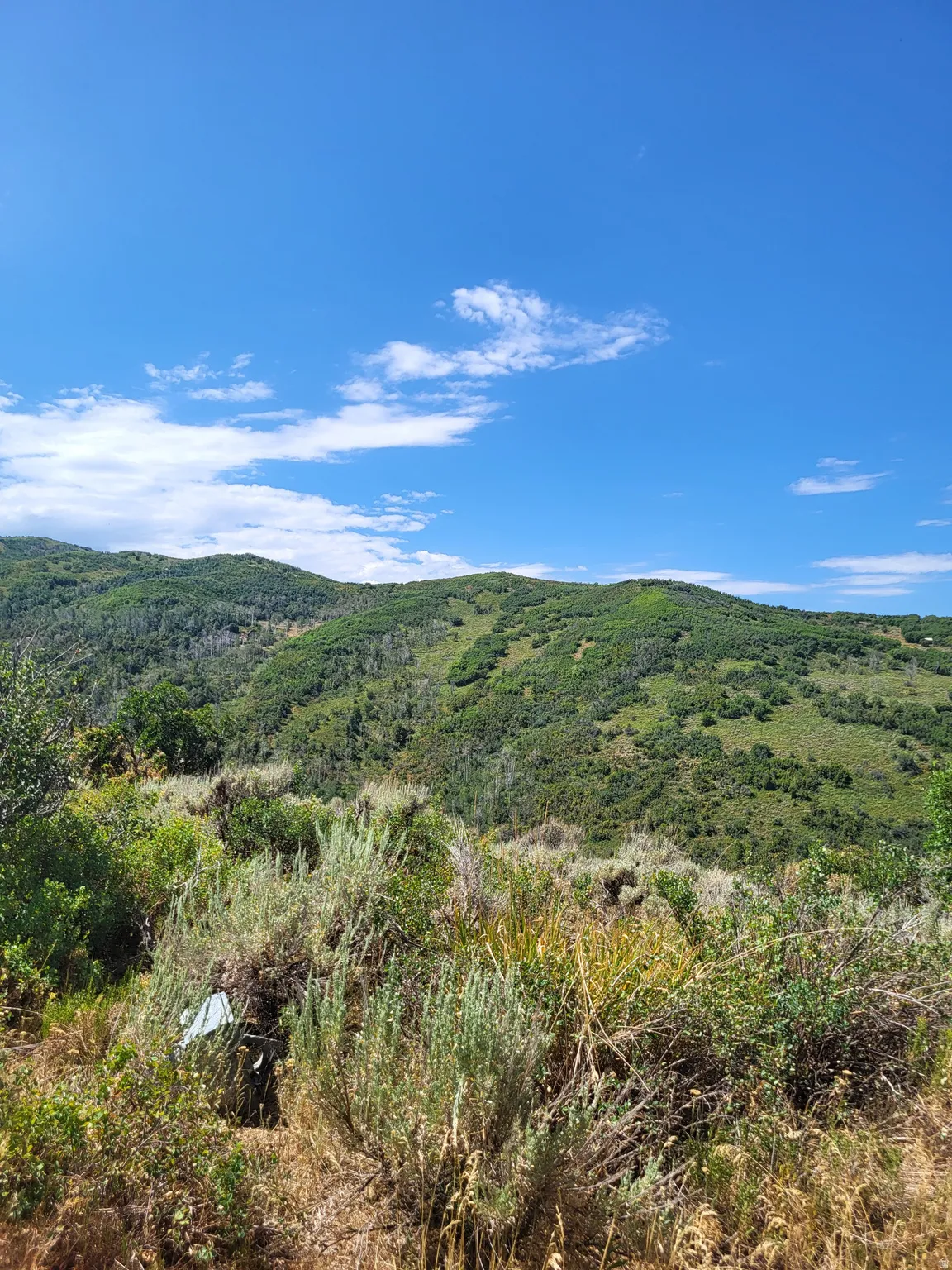 Expansive mountain landscape featuring varied green foliage and clear blue skies
