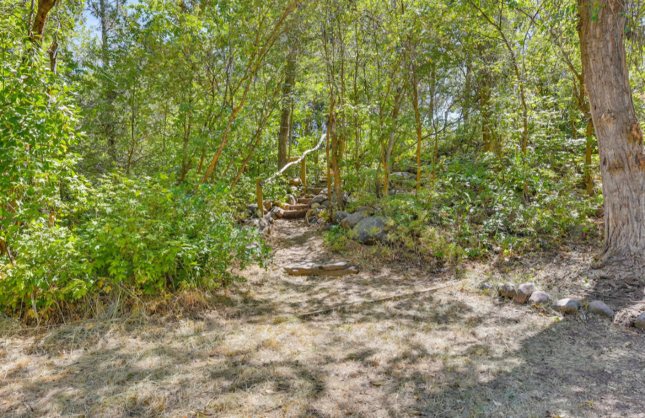 Natural landscape featuring mature trees and lush green foliage