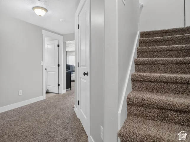 Carpeted staircase with white risers and gray walls