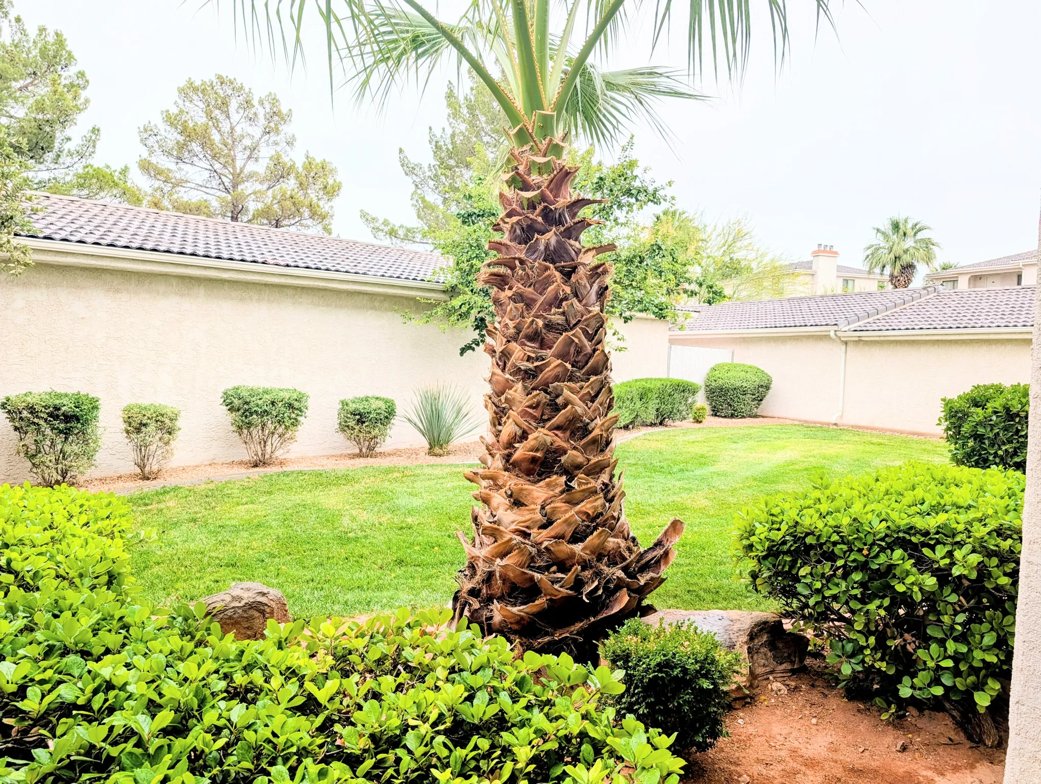 Expansive lawn with mature palm tree, low-maintenance shrubs, and privacy wall