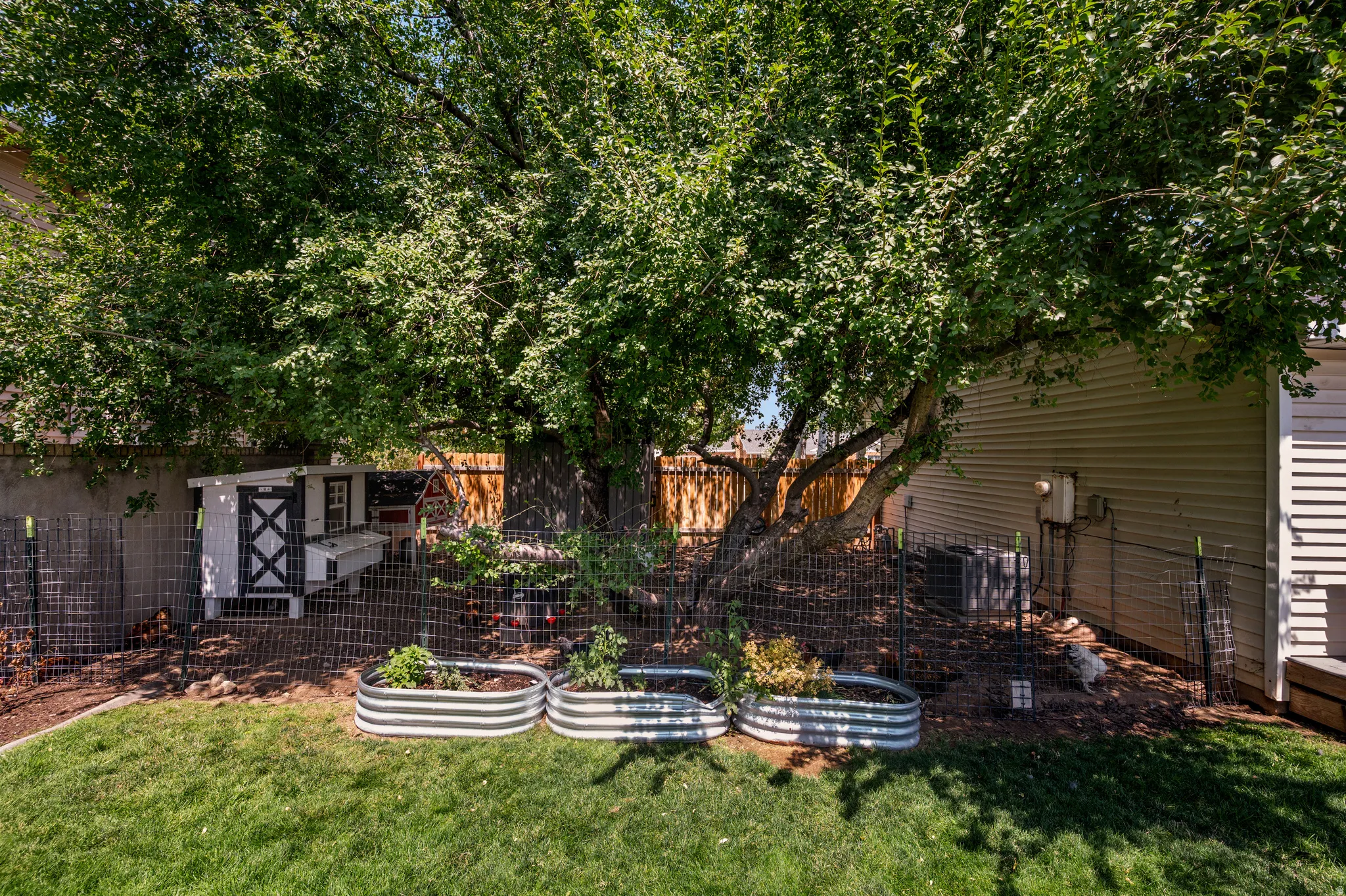 Expansive backyard featuring a mature shade tree, manicured lawn, and raised garden beds