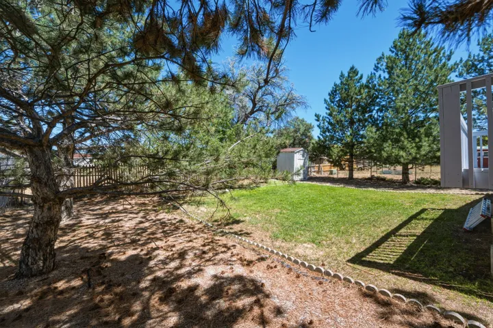 Expansive backyard featuring a manicured lawn, established pine trees, and a storage shed