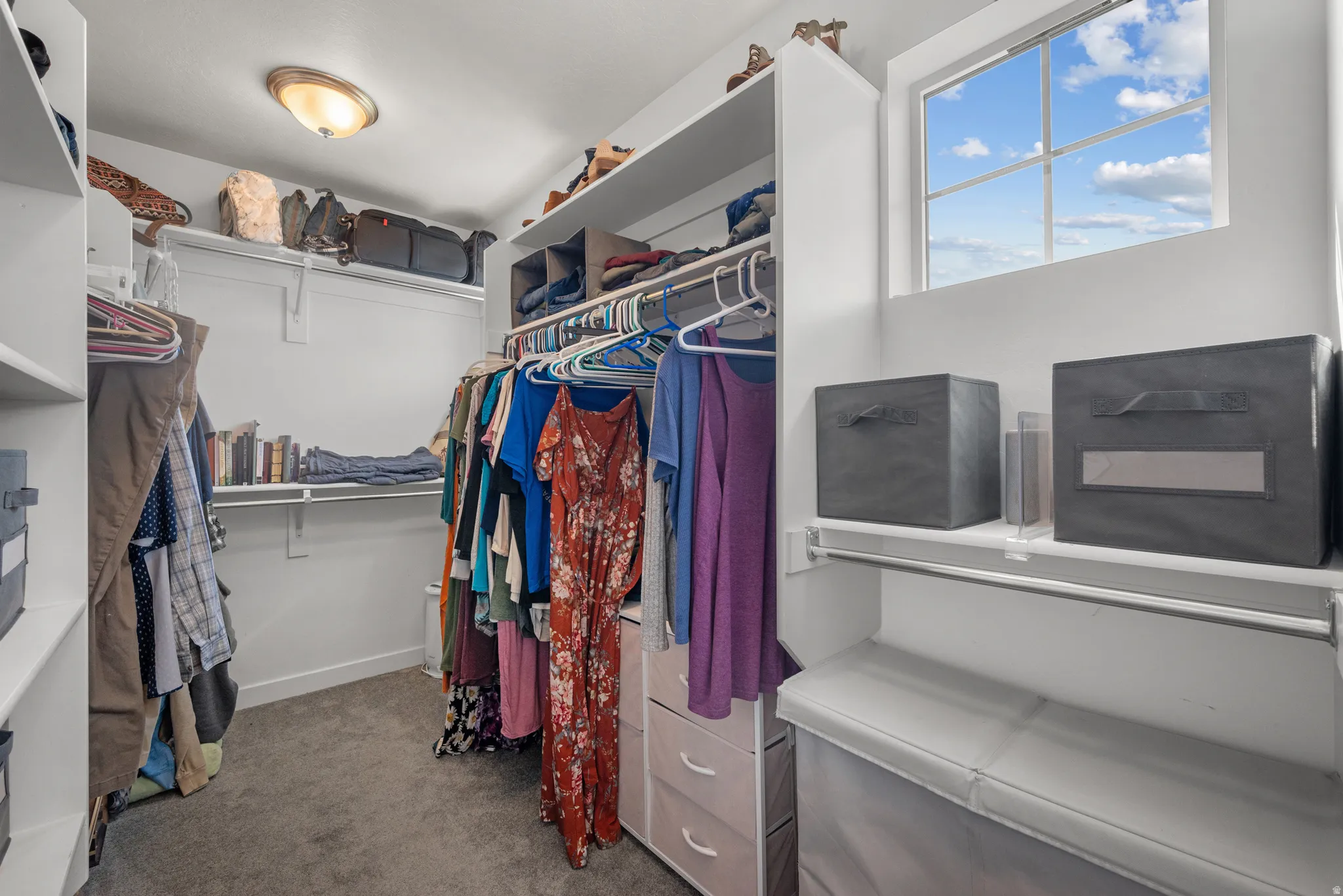Windowed closet with built-in shelving, hanging rods, and carpet flooring