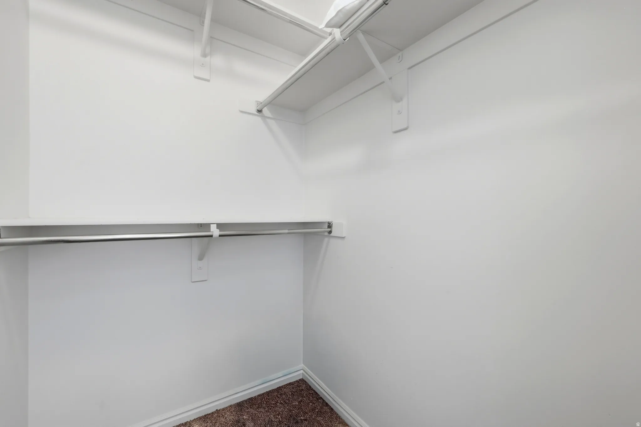 Walk-in closet with white shelving, chrome hanging rods, and brown carpet flooring