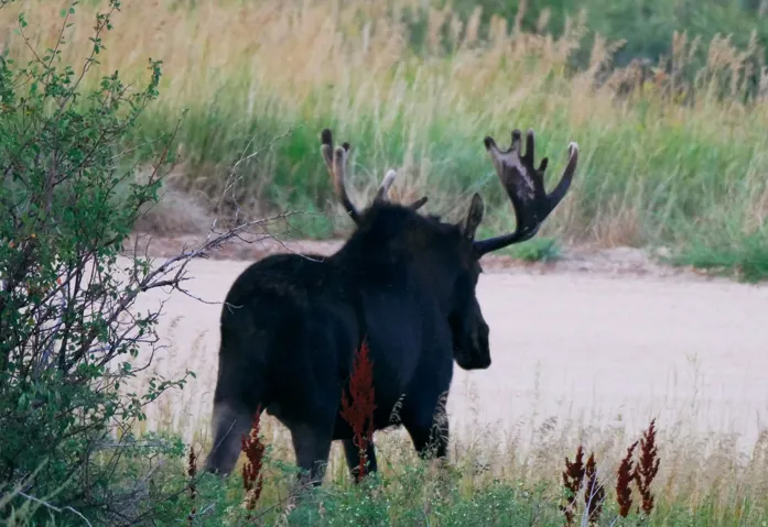 Neighborhood Moose