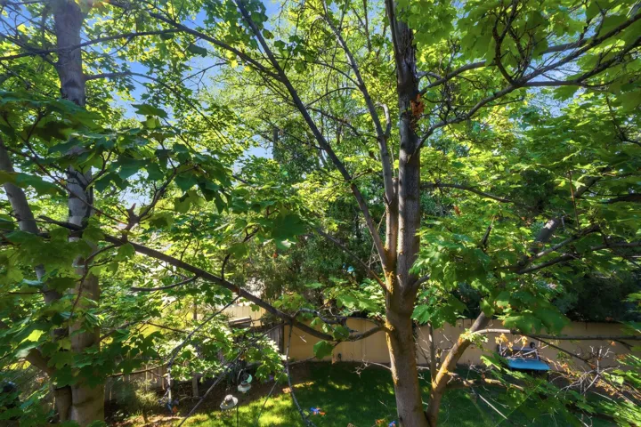 Expansive backyard featuring mature trees, a manicured lawn, and a perimeter fence