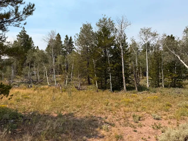 Mature trees, including evergreen and deciduous varieties