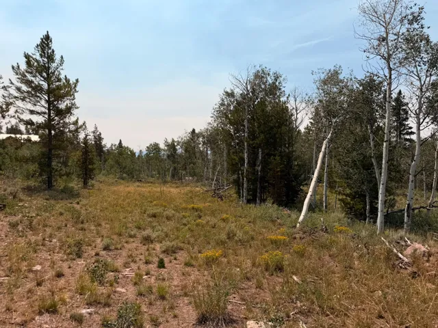 Mature tree coverage, natural ground cover, and varied topography