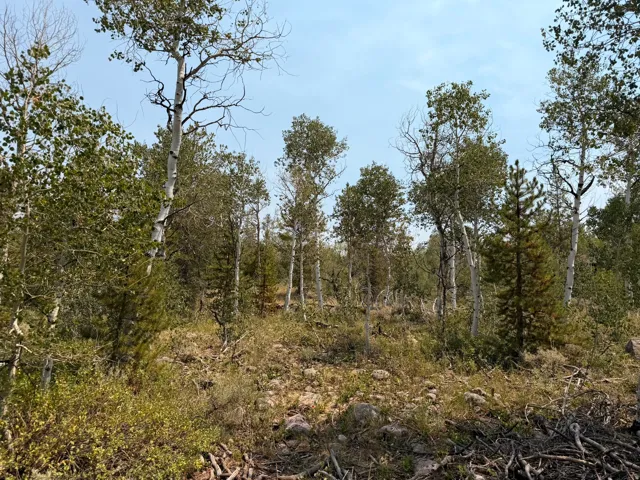 Natural landscape featuring mature deciduous trees and evergreen foliage under a clear sky