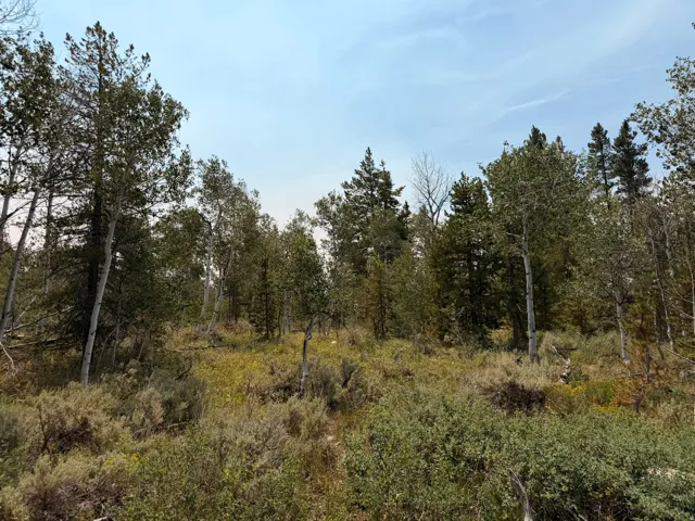 Wooded lot with diverse tree species and natural ground cover