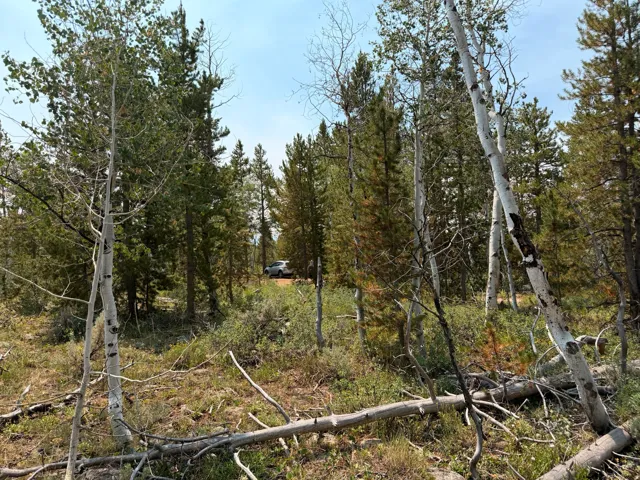 Wooded property featuring mature trees and natural ground cover