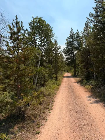 Gravel driveway surrounded by mature evergreen trees and natural foliage