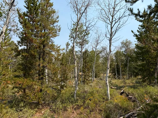 Mature trees and natural ground cover