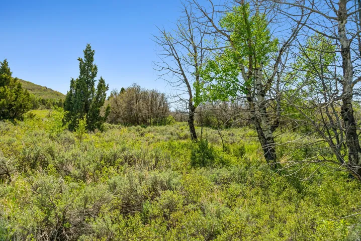 Expansive natural landscape featuring varied foliage, mature trees, and a clear sky