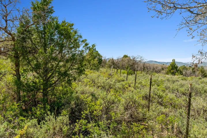 Expansive natural landscape featuring varied foliage, established trees, and distant mountain ranges