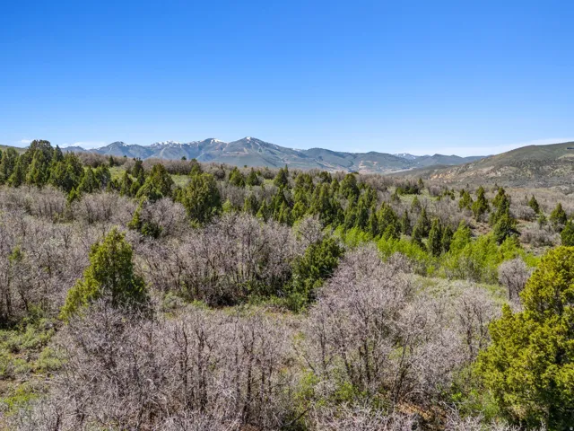 Expansive natural landscape featuring varied tree species and distant snow-capped mountains under a clear sky