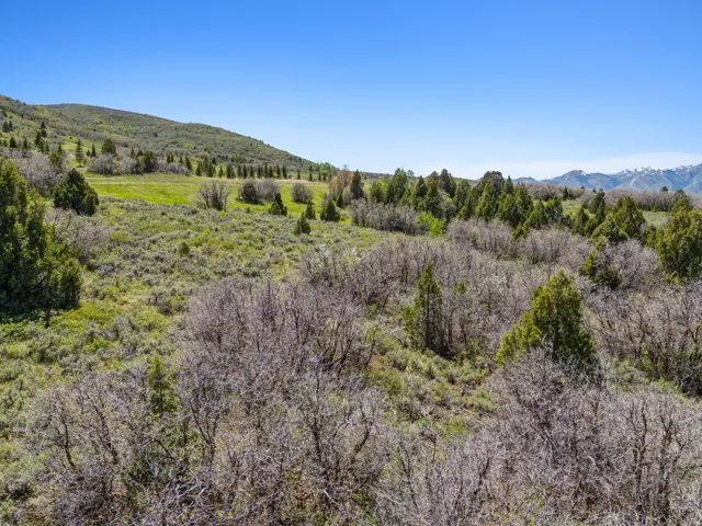 Expansive natural landscape featuring rolling hills, various evergreen trees, and distant snow-capped mountains under a clear sky