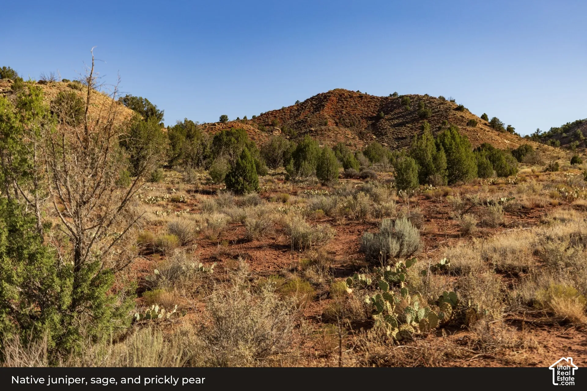 View: Juniper, sage, and prickly pear