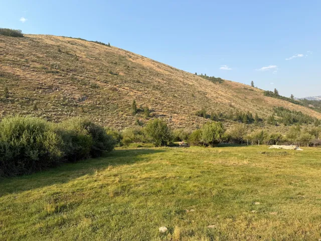 Pastoral acreage featuring expansive green meadowland, mature willow trees along the property perimeter, and a gently sloping hillside backdrop with natural vegetation and evergreen plantings
