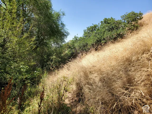 Natural landscape featuring sloped terrain, mature trees, and golden grasses