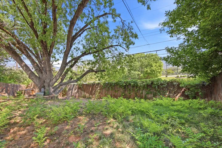 Expansive outdoor space featuring a mature tree, a wooden fence, and natural ground cover