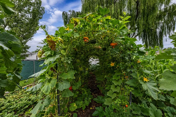 Garden archway with lush foliage, mature trees, and a chain-link fence