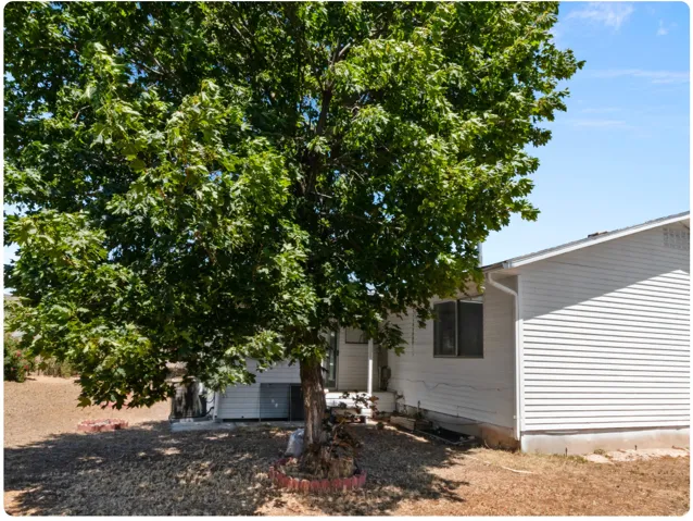 Mature shade tree with established root system and surrounding decorative border