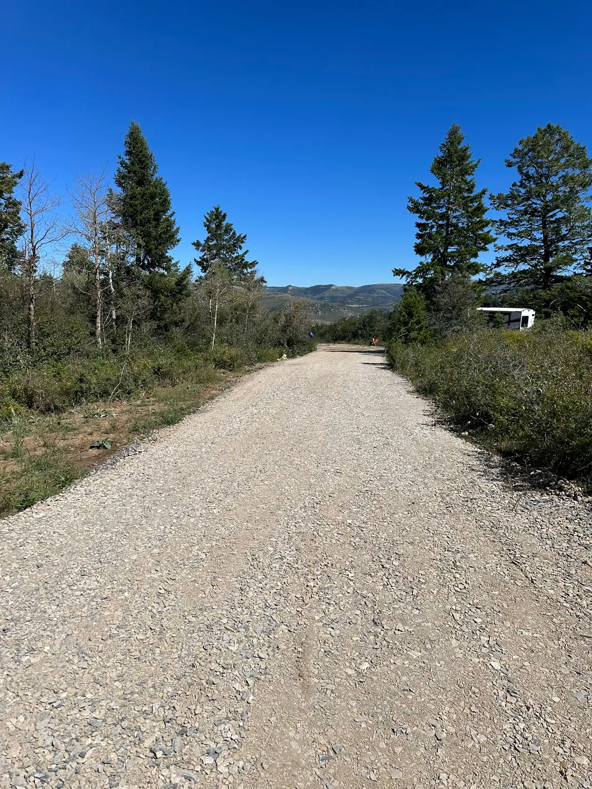 Gravel driveway framed by mature trees and natural landscaping