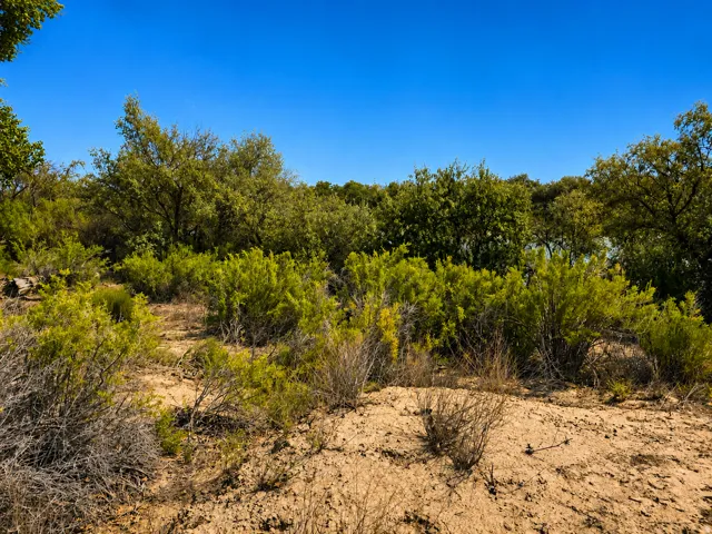 Expansive natural landscaping with varied shrubbery and mature trees