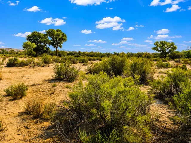 Expansive desert landscape featuring natural brush and mature trees under an open sky