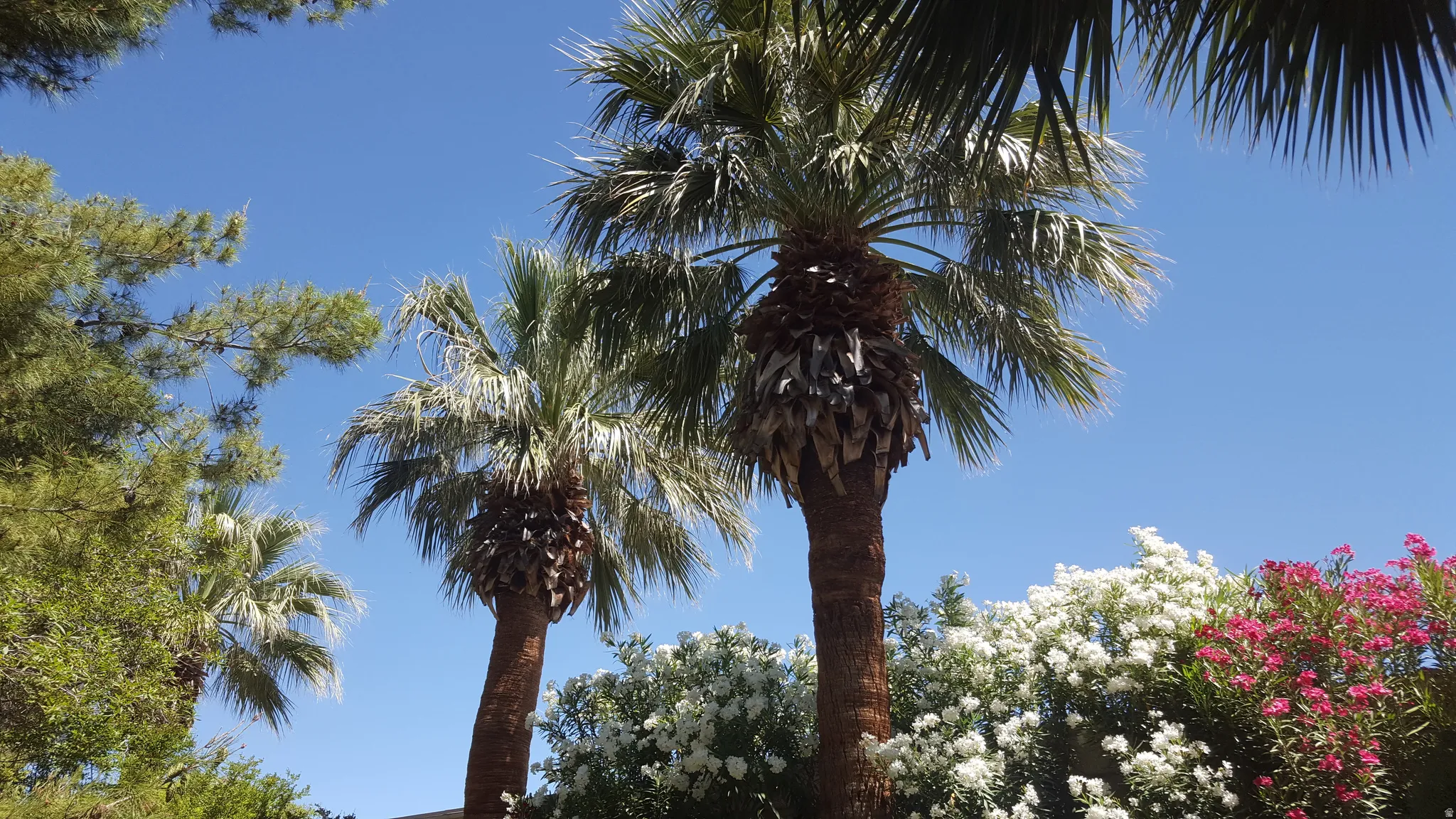 Mature palm trees complemented by lush green foliage and vibrant pink and white flowering shrubs