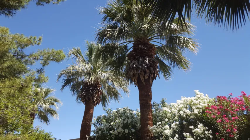 Mature palm trees complemented by lush green foliage and vibrant pink and white flowering shrubs