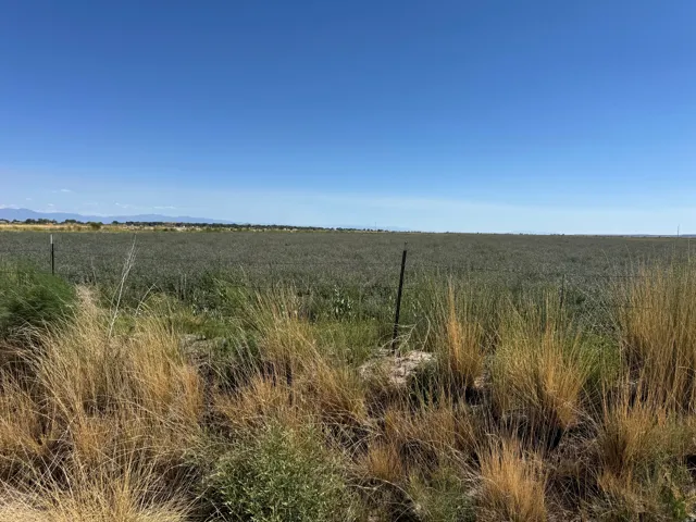 Expansive agricultural field under a clear sky