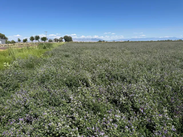 Expansive field featuring green foliage with purple blooms, a clear blue sky, and distant mountain ranges