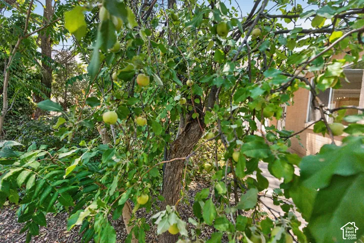 Mature fruit-bearing trees with verdant foliage