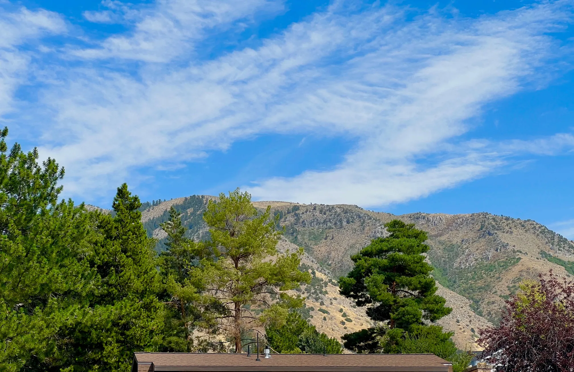 Mountain backdrop with mature trees and a clear sky