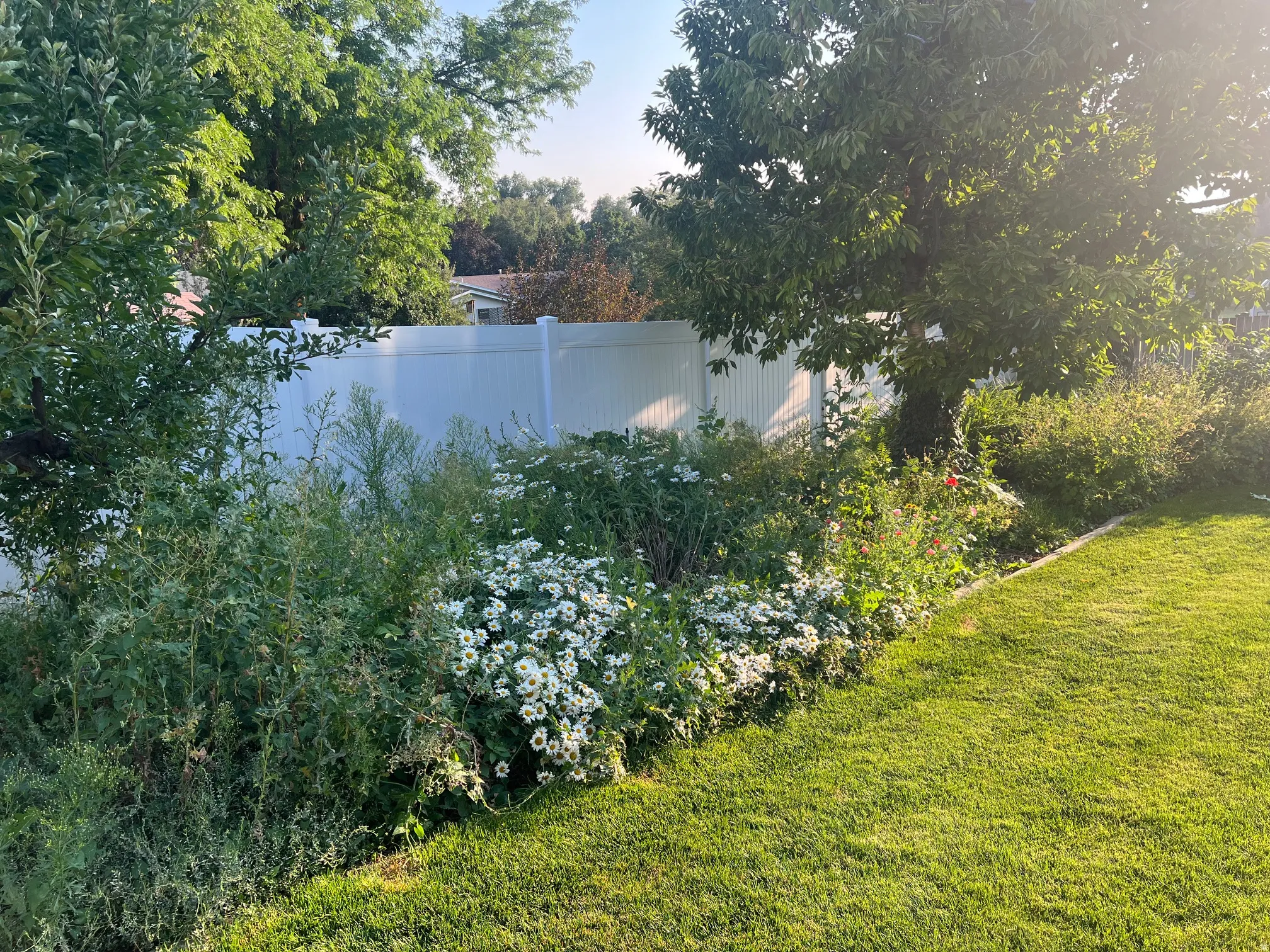 Expansive backyard with manicured lawn, mature shade trees, and flowering shrubs providing natural privacy screening